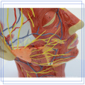 PNT-1631 anatomisches menschliches Kopfmodell für Krankenhaus